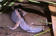 Physalaemus albonotatus