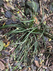 Romnalda strobilacea