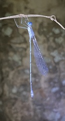 Lestes forficula