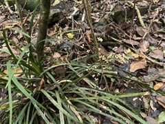 Romnalda strobilacea