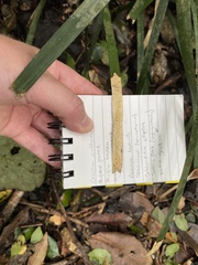 Romnalda strobilacea