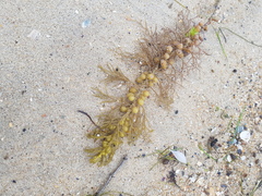 Caulocystis cephalornithos