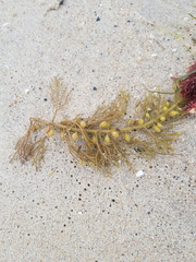 Caulocystis cephalornithos