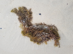 Caulocystis cephalornithos