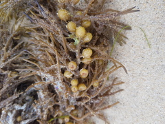 Caulocystis cephalornithos