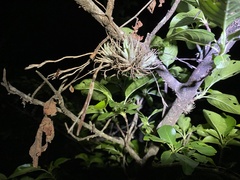Tillandsia loliacea