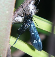 Syntomeida syntomoides