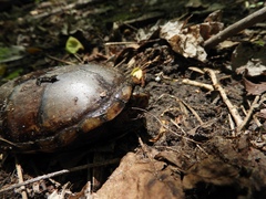 Kinosternon subrubrum subrubrum