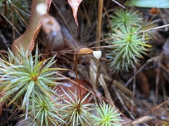 Dawsonia polytrichoides