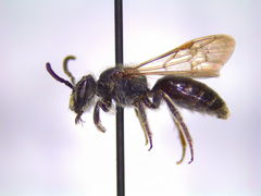 Andrena miserabilis