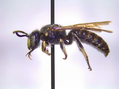 Protandrena cockerelli