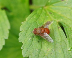 Calliphora ochracea