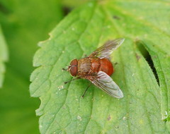 Calliphora ochracea