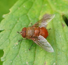Calliphora ochracea