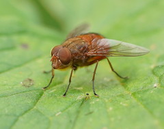 Calliphora ochracea