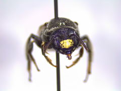 Protandrena cockerelli