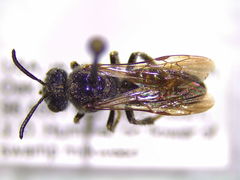 Protandrena cockerelli