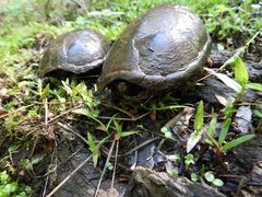 Kinosternon subrubrum subrubrum