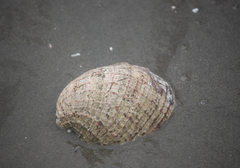 Concholepas concholepas