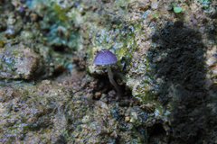 Xanthagaricus ianthinus