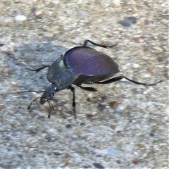 Scaphinotus elevatus