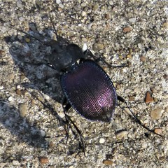 Scaphinotus elevatus