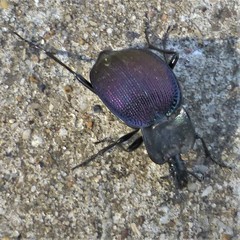 Scaphinotus elevatus