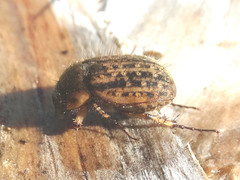 Odontria striata