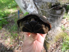 Kinosternon subrubrum subrubrum