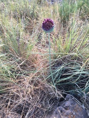 Allium phanerantherum
