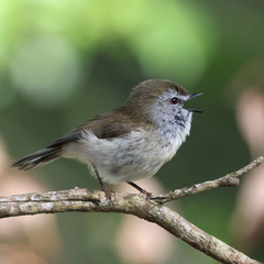 Brown Gerygone photo 3