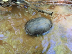 Kinosternon subrubrum subrubrum