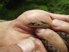 Thamnophis sumichrasti