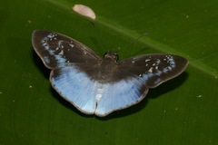 Pythonides grandis assecla