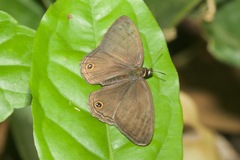 Cissia proba