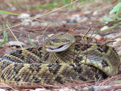 Crotalus ehecatl
