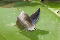 Memphis moruus