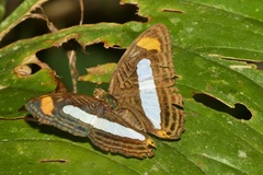 Adelpha iphiclus iphiclus