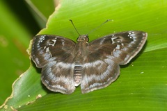 Quadrus cerialis