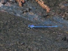 Argia extranea