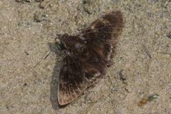 Mictris crispus crispus