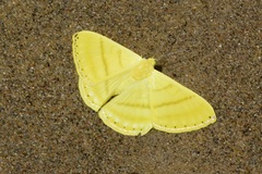Astraeodes areuta
