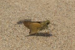 Quasimellana pandora