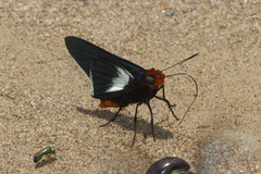 Pyrrhopygopsis socrates