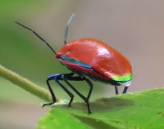 Calliphara imperialis