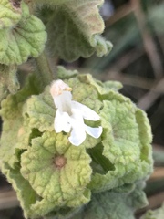 Pseudodictamnus undulatus