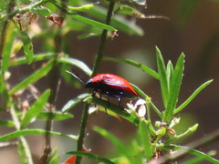 Calliphara imperialis
