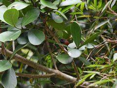 Synallaxis erythrothorax