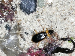 Nebria livida