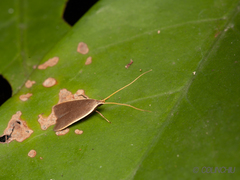 Homaloxestis multidentalis